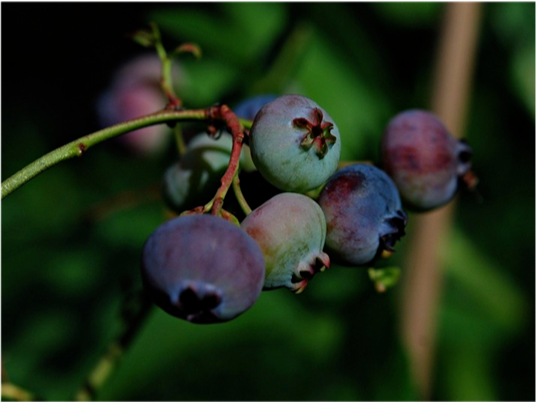 草莓、蓝莓、蔓越莓这几种营养水果你get了没，赶紧进来看看！-聚微达人